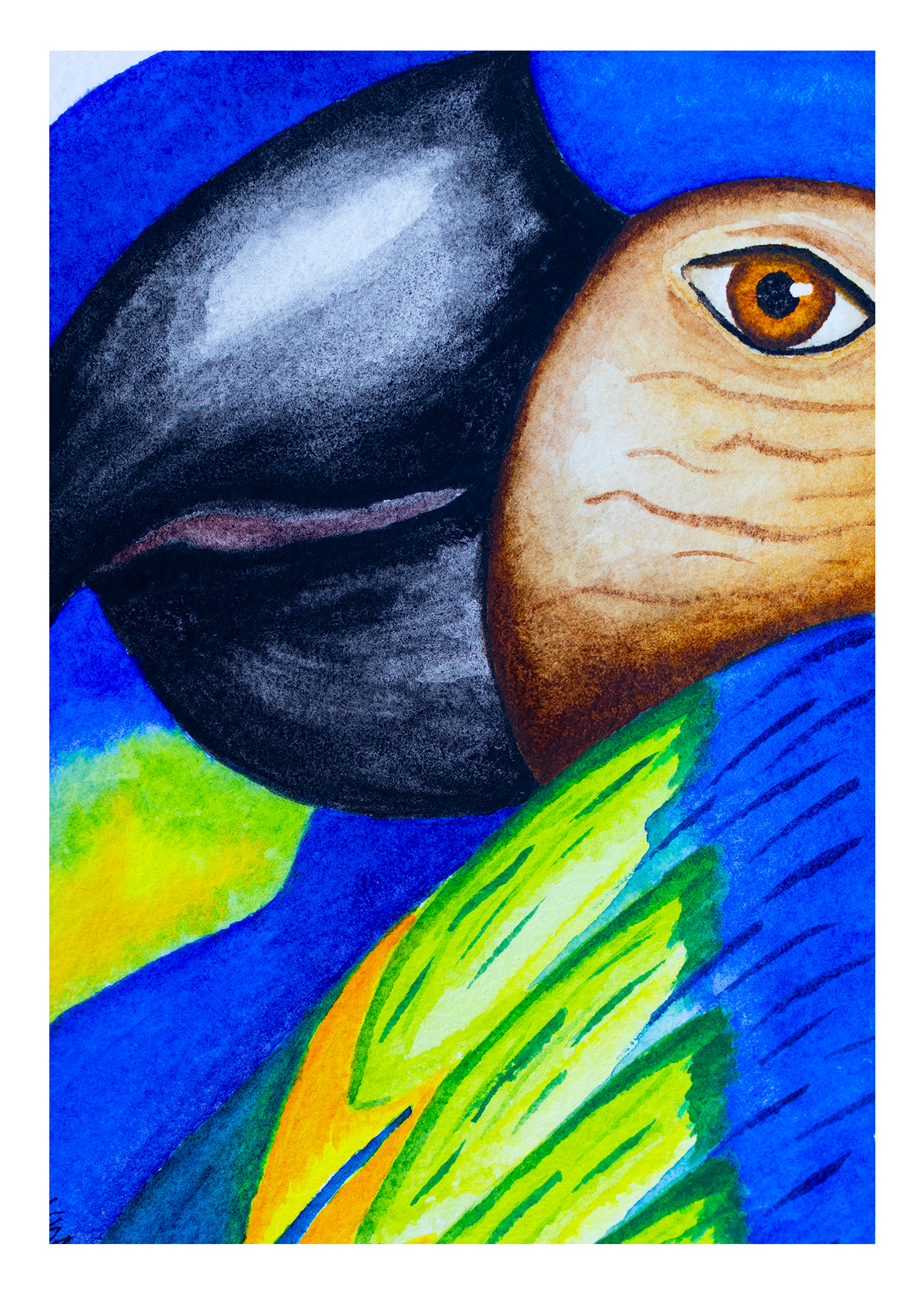 Blue Macaw 5x7