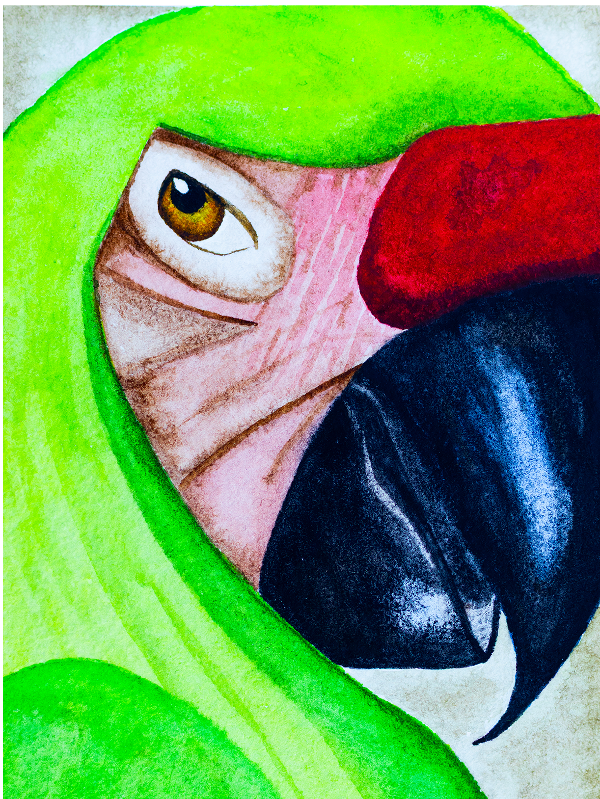 Green Macaw 5x7
